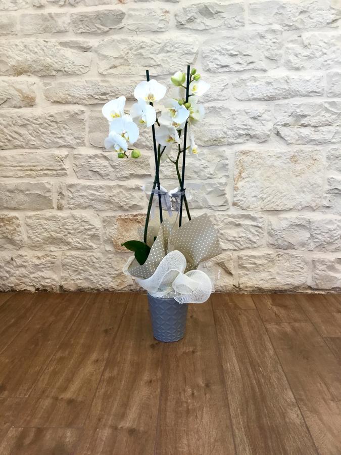 B&B Sant'Agostino Giovinazzo Zewnętrze zdjęcie